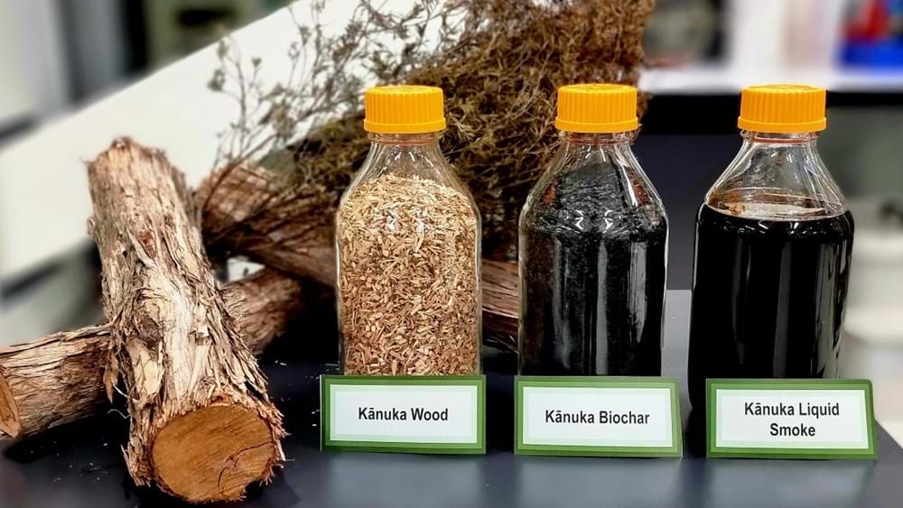 Kānuka