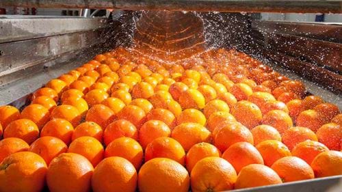 Oranges